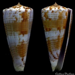 Kioconus (Nitdoconus) shikamai (Coomans, Moolenbeek & Wils, 1985)
