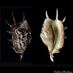 Lambis lambis (Linnaeus, 1758)