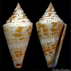 Tenorioconus granarius (Kiener, 1845)