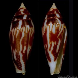 Mitraconus cylindraceus (Broderip & Sowerby I, 1830)