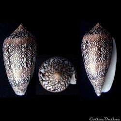 Cylindrus cholmondeleyi (Melvill, 1900)