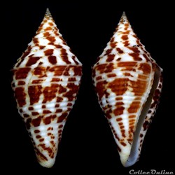 Turriconus (Turriconus) praecellens (A. Adams, 1855)