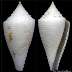 Embrikena pergrandis (Iredale, 1937)