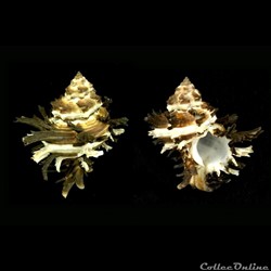 Hexaplex nigritus (Philippi, 1845)
