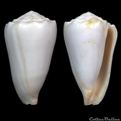 Conus crosseanus Bernardi, 1861