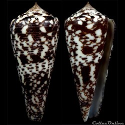 Calibanus (Thalassiconus) thomae (Gmelin, 1791)