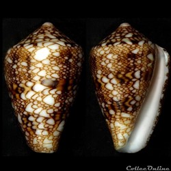 Cylindrus canonicus (Hwass, 1792)