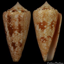 Cylindrus glorioceanus Poppe & Tagaro, 2009