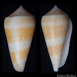 Pionoconus consors (Sowerby I, 1833)