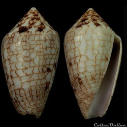 Ximeniconus (Perplexiconus) lucidus (Wood, 1828)