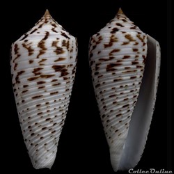 Phasmoconus (Phasmoconus) segondensis (Fenzan, 2008)
