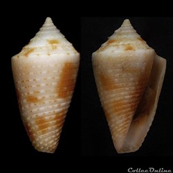 Ximeniconus (Coltroconus) iansa (Petuch, 1979)