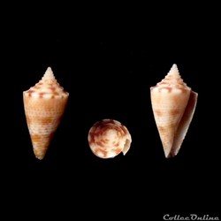 Stephanoconus (Taranteconus) chiangi Azuma, 1972