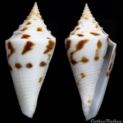 Kohniconus arcuatus (Broderip & Sowerby I, 1829)