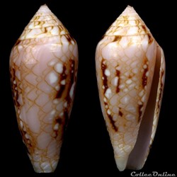 Cylindrus legatus (Lamarck, 1810)
