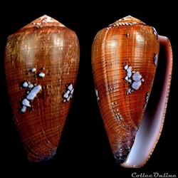 Darioconus behelokensis (Lauer, 1989)