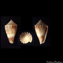 Stephanoconus (Taranteconus) chiangi Azuma, 1972