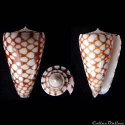 Eugeniconus marchionatus (Hinds, 1843)
