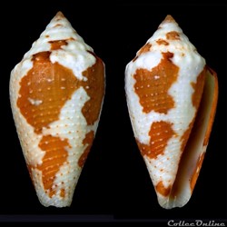 Tenorioconus curassaviensis (Hwass in Bruguière, 1792)