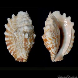 Sinustrombus sinuatus ([Lightfoot], 1786)