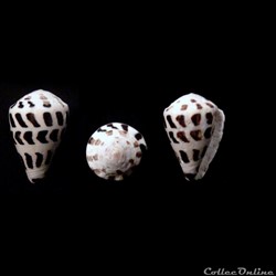 Virroconus ebraeus (Linnaeus, 1758)