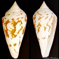 Embrikena pergrandis (Iredale, 1937)