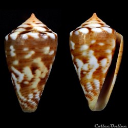 Dauciconus (Purpuriconus) brasiliensis (Clench, 1942)
