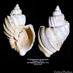 Trigonostoma ancutangula ( Faujas, 1817)