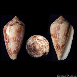 Cylindrus textile (Linnaeus, 1758)