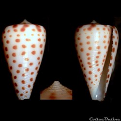 Sciteconus bairstowi (Sowerby III, 1889)