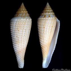 Fusiconus (Bathyconus) pseudorbignyi (Röckel & Lan, 1981)