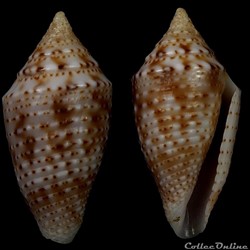 Ximeniconus (jaspidiconus) cf. pusio