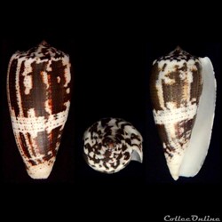 Pionoconus magus (Linnaeus, 1758)