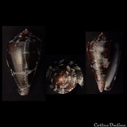 Chelyconus purpurascens (Sowerby I & II, 1833)