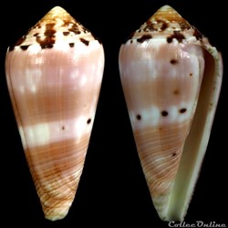 Pionoconus gauguini (Richard & Salvat, 1973)