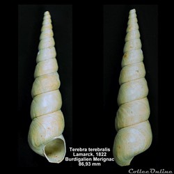 Turritella terebralis Lamarck, 1822