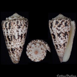 Conus nicobaricus Hwass in Bruguière, 1792