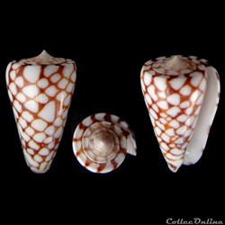 Eugeniconus marchionatus (Hinds, 1843)
