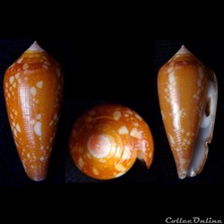 Darioconus crocatus (Lamarck, 1810)