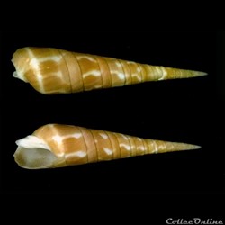 Oxymeris dimidiata (Linnaeus, 1758)