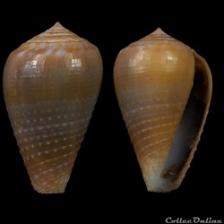Pionoconus catus (Hwass in Bruguière, 1792)