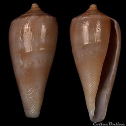 Textilia (Textilia) solangeae (Bozzetti , 2004)