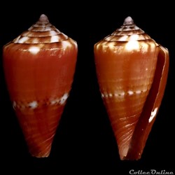 Dauciconus (Purpuriconus) pseudocardinalis (Coltro, 2004)