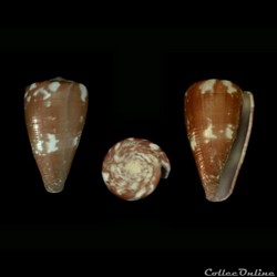Rhizoconus rattus taitensis (Hwass in Bruguière, 1792)