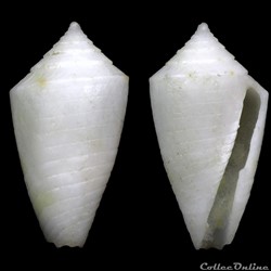 Ximeniconus (Jaspidiconus) exumaensis Petuch 2013