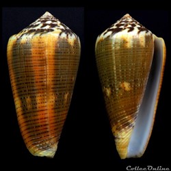 Pionoconus circae Dillwyn, 1817