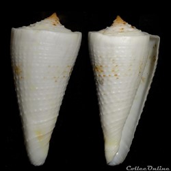 Kioconus (Kioconus) tribblei (Walls, 1977)