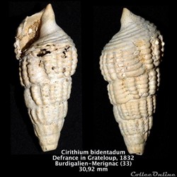 Cirithium bidentadum  Defrance in Grateloup, 1832