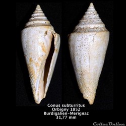 Conus subturritus  Orbigny,1852