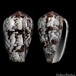 Pionoconus koukae Monnier, Limpalaer & Robin, 2013
